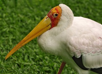 Profile of yellow-billed stork: 