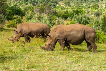 White Rhino in Masai Mara Africa