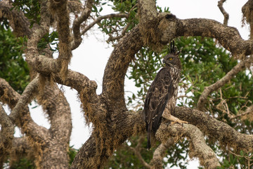 Fototapeta na wymiar Crested Serpent eagle sitting on tree against blue sky, Yala Nat