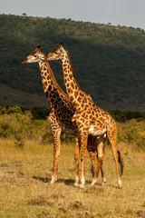 Giraffe Masai Mara Kenya Africa