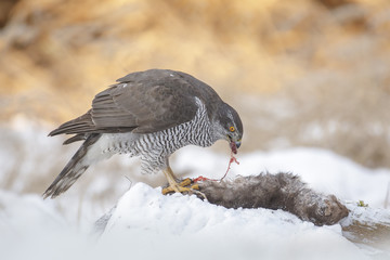 Adult goshawk with prey