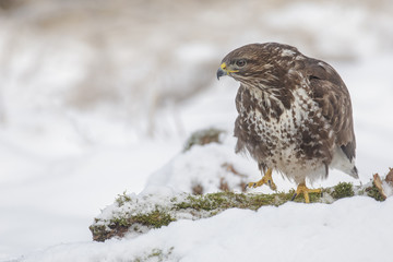 Common buzzard walking through snow