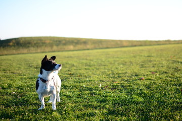Kleiner süsser Hund steht auf saftig grüner Wiese und die Sonne scheint hell.