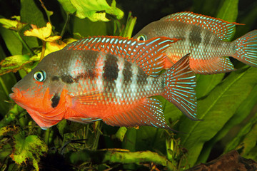 Mexican Fire Mouth (Thorichthys meeki) - male and female at cour