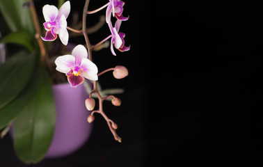 Fototapeta na wymiar colorful orchid in the pot
