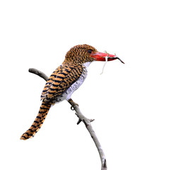 Female of Banded Kingfisher (Lacedo pulchella), brown brid with