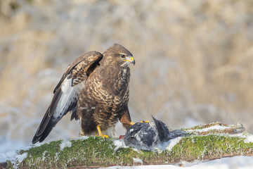 Common buzzard with prey