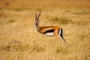 Naklejka na ściany i meble Impala Masai Mara Kenya Africa