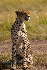 Naklejka na ściany i meble Cheetah Masai Mara Kenya Africa