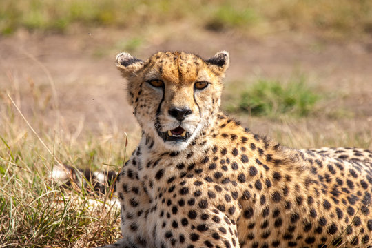 Cheetah Masai Mara Kenya Africa
