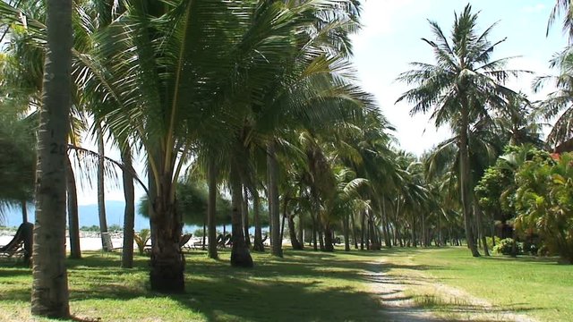 Palmtree lane