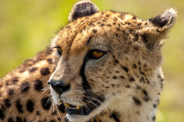 Cheetah Masai Mara Kenya Africa