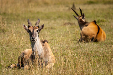 Naklejka na ściany i meble Common Eland Masai Mara Kenya Africa
