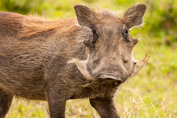 Warthog Masai Mara Kenya Africa