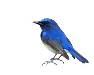 Hainan blue flycatcher (Cyornis hainanus) beautiful bird fully d