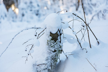 Fototapeta na wymiar Close up of a snowy trunk - Winter Impressions in Winterwonderland (Nationalpark Eifel / Germany)