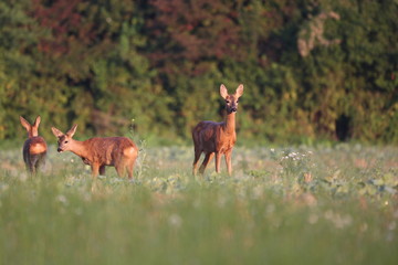 Capreolus capreolus,  Roe Deers walking on the agricultural field. Wildlife animals. Europe, Slovakia.