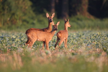 Capreolus capreolus,  Roe Deers walking on the agricultural field. Wildlife animals. Europe, Slovakia.