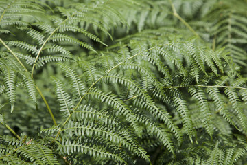 Green fern