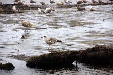 Seagulls  on the coastal sand beach