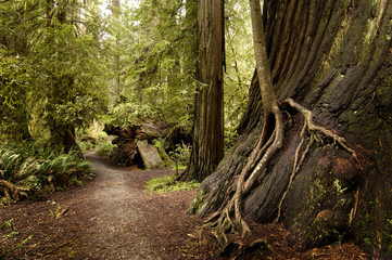 Redwood Forest
