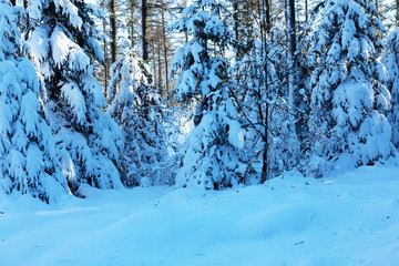 Heavy snow covered trees - Winter Impressions in Winterwonderland (Nationalpark Eifel / Germany)