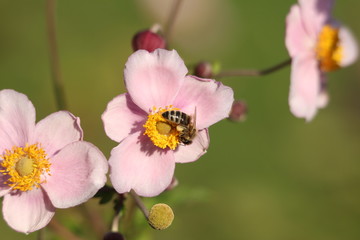 Obraz na płótnie Canvas Blume, blühen, Pflanze, Biene, Insekten, Makro, arbeiten