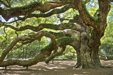 Fototapeta na wymiar Angel Oak Tree