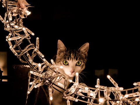 Katze im Lichterkranz
