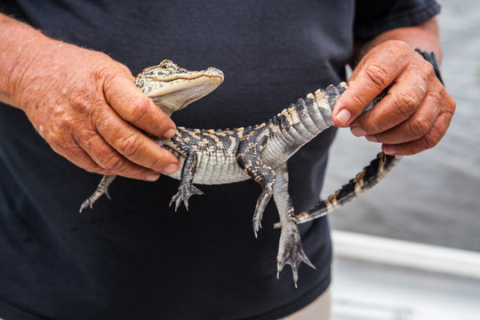 Baby flexible alligator held by large hands