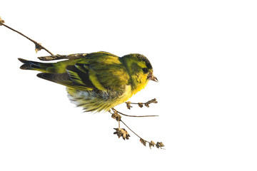Eurasian siskin , Spinus  ,sitting in weeds isolated on white