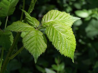 Leaf up close