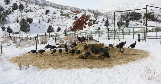 Wild Turkey cold winter mountain valley snow DCI 4K. Wild turkey walking, flying and scratching in ground and snow in winter. Nature and wildlife. Flock of turkeys feeding.