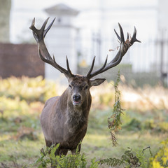 Majestic powerful red deer stag Cervus Elaphus in forest landsca © veneratio
