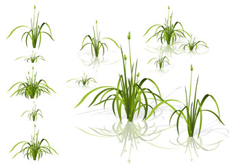 Fototapeta premium Vector isolated reed. Water plants in different variants with shadows and reflections in water. Isometric clumps of reeds growing on the edge of the pool and pond. Individual flowers bamboo reed.