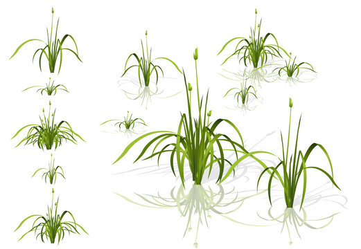 Vector isolated reed. Water plants in different variants with shadows and reflections in water. Isometric clumps of reeds growing on the edge of the pool and pond. Individual flowers bamboo reed.