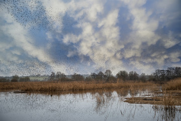 Massive starling murmuration over Somerset wetlands lake landsca