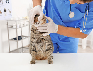 Veterinarian examining cat teeth in clinic