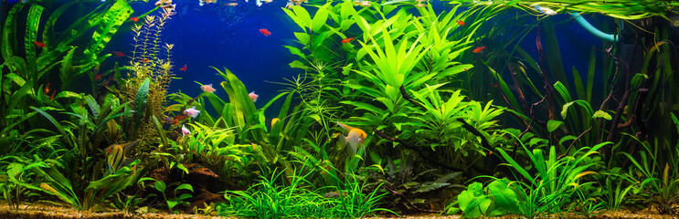 fish in freshwater aquarium with green beautiful planted tropica