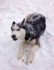 Image of Siberian husky playing in snow