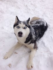 Image of Siberian husky playing in snow