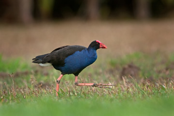  notornis, south Island, porphyrio hochstetteri, New Zealand