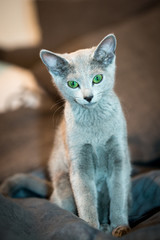 Fototapeta na wymiar Russian Blue Cat