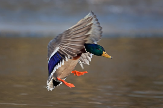 mallard, wild duck, anas platyrhynchos, Czech republic