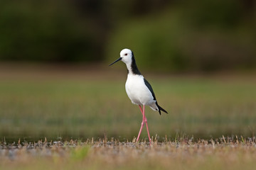 black-winged stilt, common stilt,  pied stilt, himantopus himantopus, New Zealand