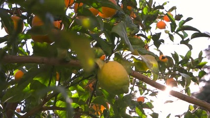 lemon tree and the rays of the sun. - Powered by Adobe