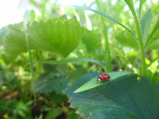 Red ladybug on leaf in shiny sun light. Ladybug in garder backgr
