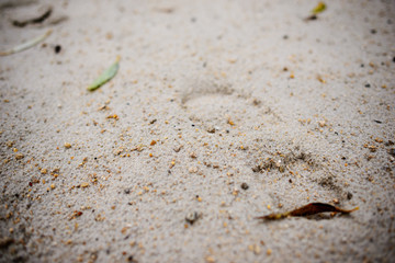 footprint on beach