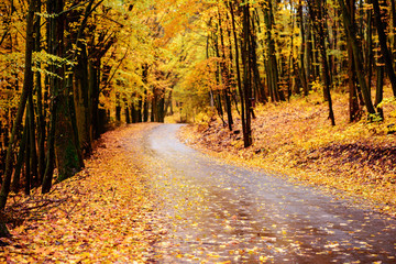 autumn alley. Sunlight breaks through the autumn leaves of trees