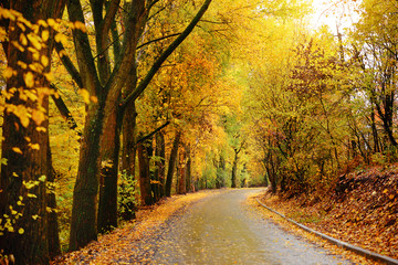 Obraz premium autumn alley. Sunlight breaks through the autumn leaves of trees